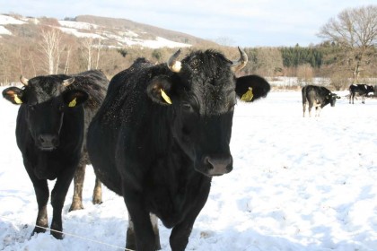 Kühe mögen die Kälte lieber als die Hitze im Sommer