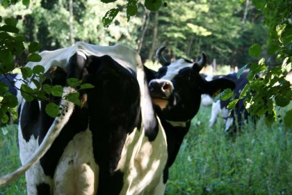 Kühe im hohen Grass