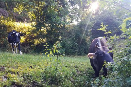 Unsere Kühe auf Entdeckungstour